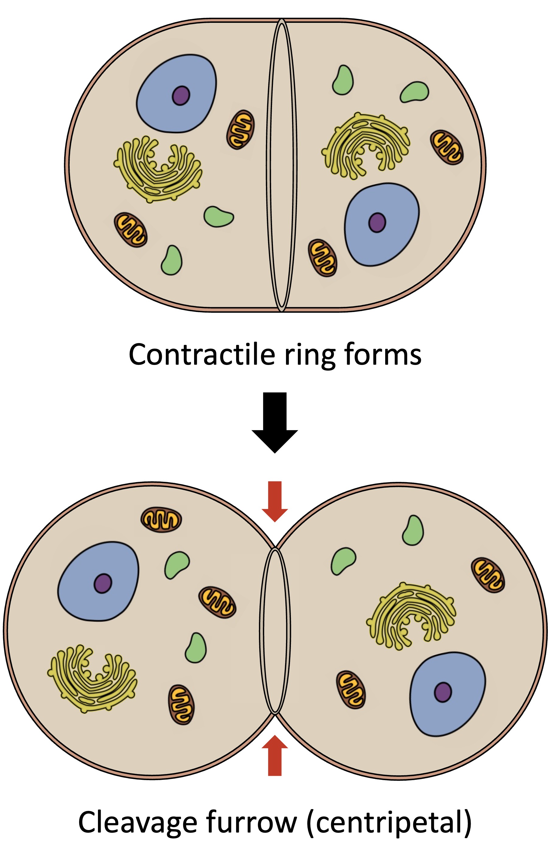 Cytokinesis Biology Diagrams